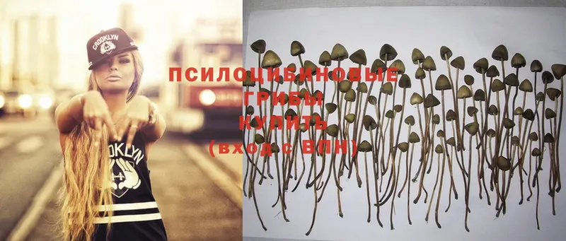 Псилоцибиновые грибы Psilocybe  Бугуруслан 